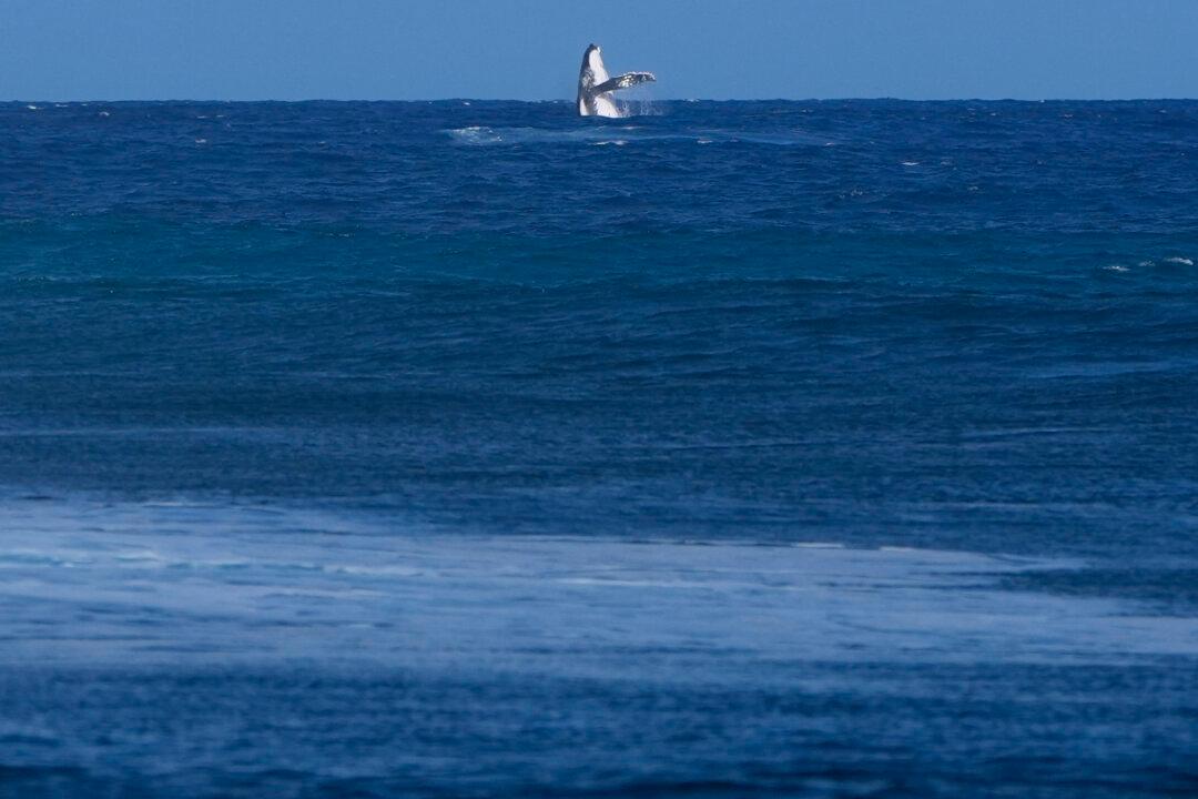 Whale Breach Seen During Paris Olympics Surfing Semifinal Competition in Tahiti