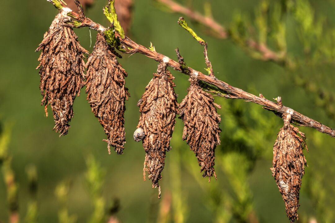 Preventing Bagworm Infestations