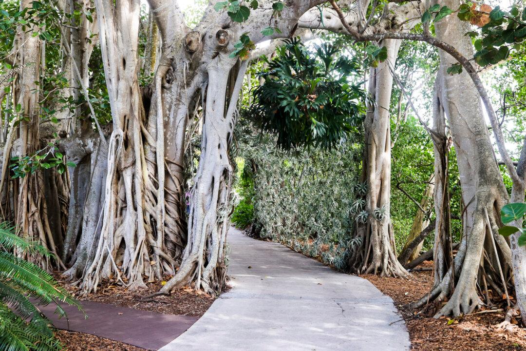 Time Magazine Named Sarasota’s Selby Gardens One of the World’s Greatest Places