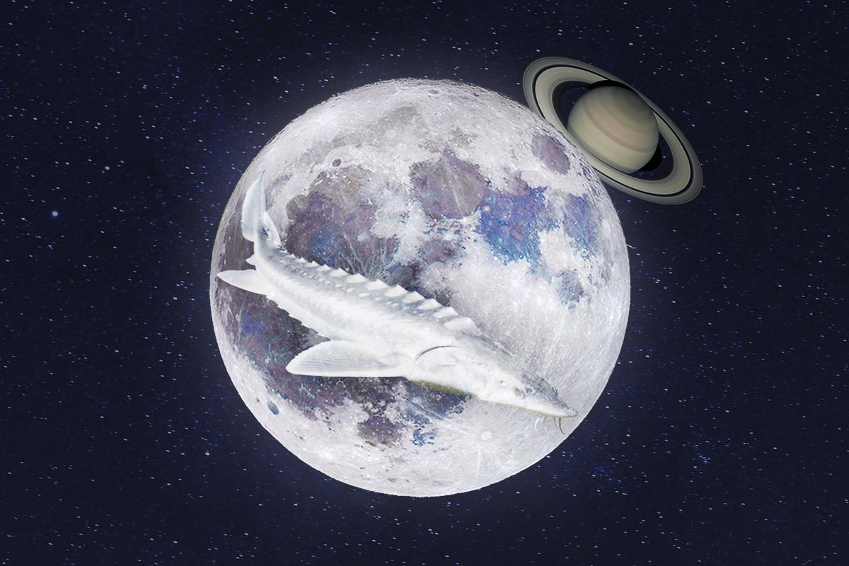 Full ‘Sturgeon’ Supermoon to Pass in Front of Saturn Late August—First Supermoon of the Year