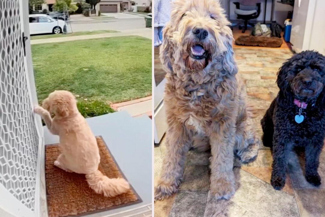 Dog Knocks on Neighbor’s Door Every Day to Play With Her Best Friend—Watch the Moment They Meet