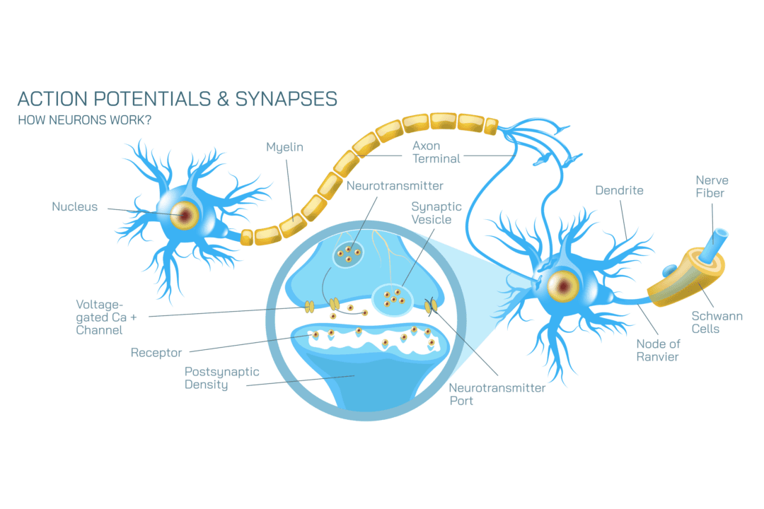 Voltage-Gated Calcium Channels and Their Role in Electromagnetic Field Harm