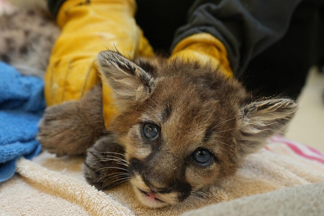Motherless 4-Week-Old Mountain Lion Cub Lands on His Feet at Oakland Zoo