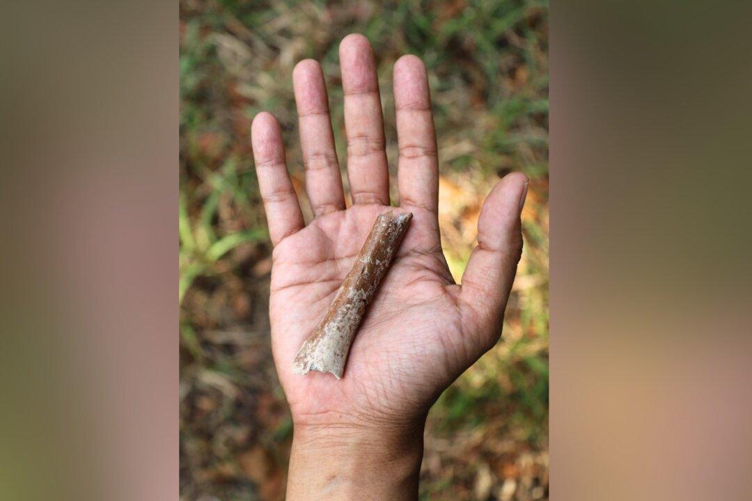 Fossils Suggest Even Smaller ‘Hobbits’ Roamed Indonesian Island 700,000 Years Ago