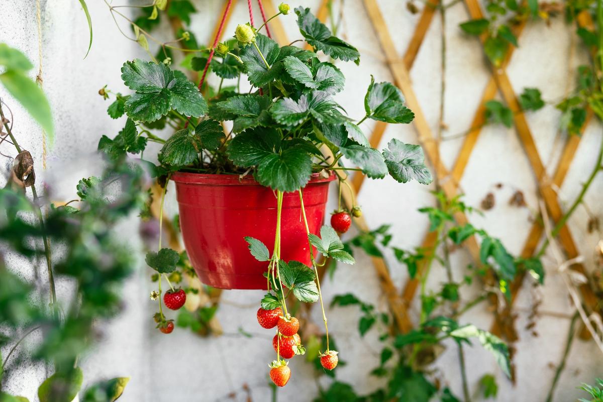 Strawberries and Herbs