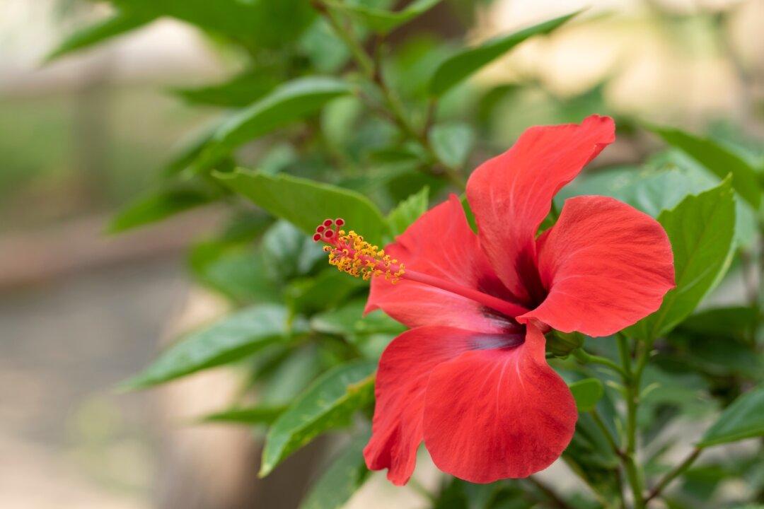 3 Traditional Cooling Herbs to Naturally Beat the Summer Heat