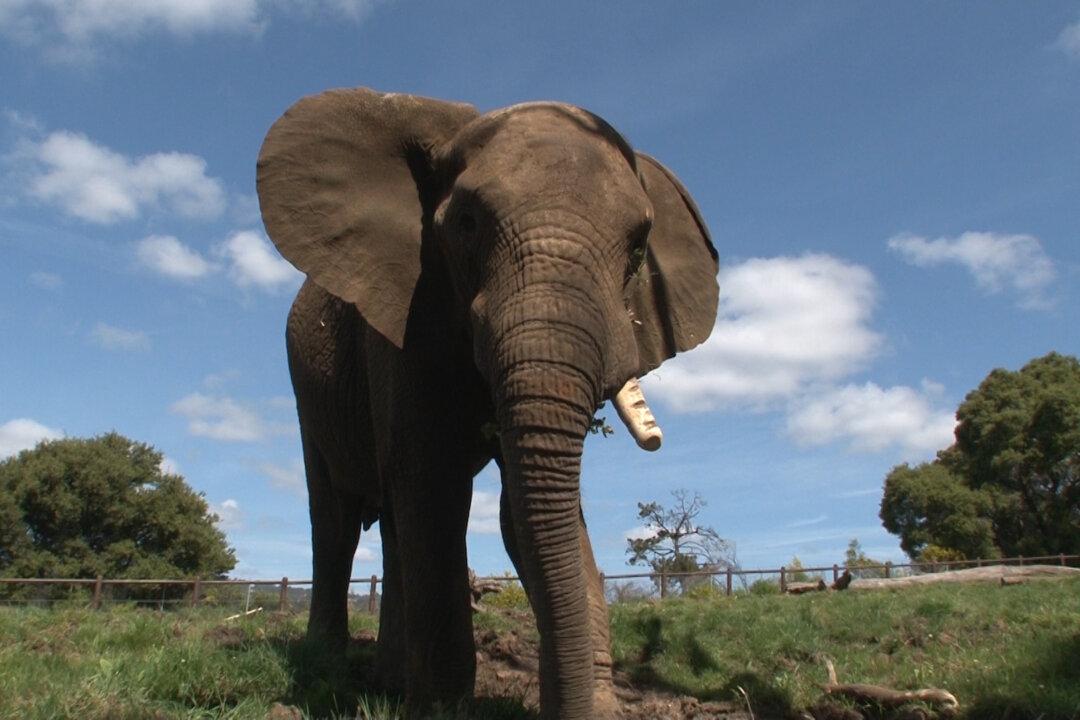 Oakland Zoo Raises Enough Funds to Move Its Last Elephant to Tennessee