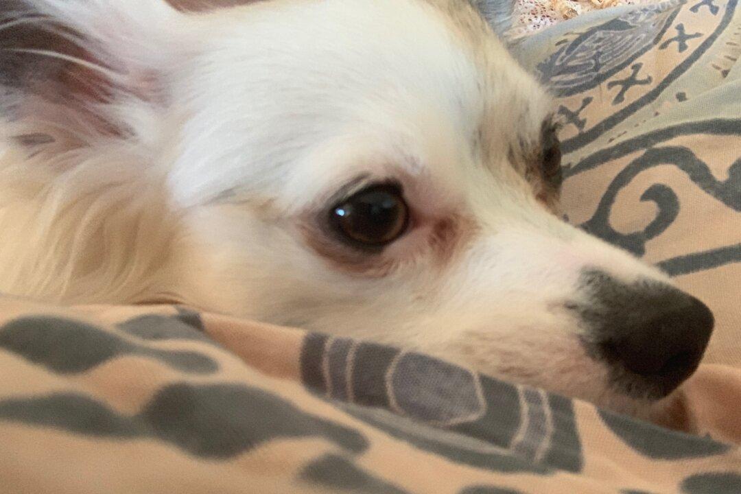 Conventional Flea Treatments Could Be Harming Your Pet: Veterinarian