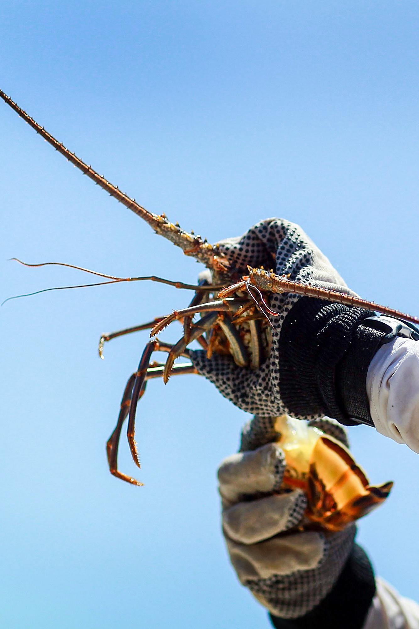 Lobster Chasers Gather in Florida for the Thrill of the Early Hunt