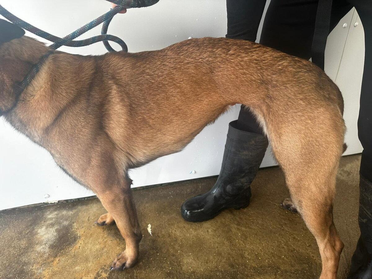 Mally the dog was severely underweight when she was rescued. (SWNS)