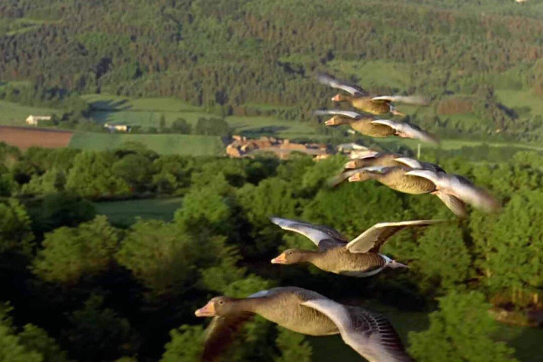 ‘Microcosmos’ and ‘Winged Migration’