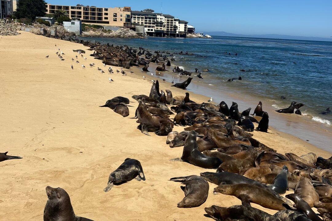 Northern California Beach Closes Indefinitely Amid Sea Lion Takeover