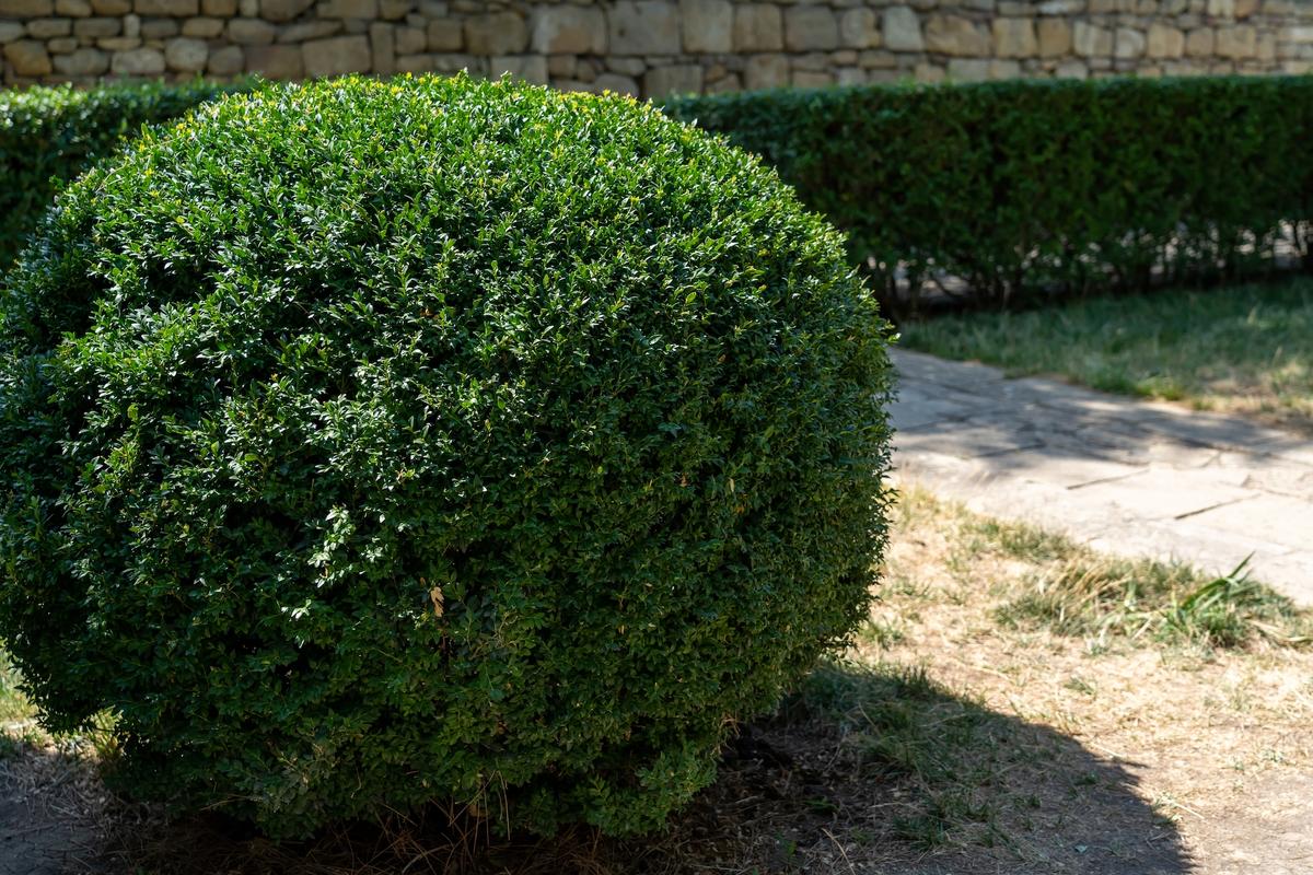 Hedges, Maple Trees, and Lilies