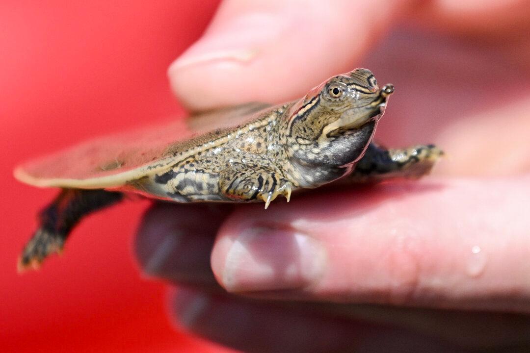 Dozens of Baby Turtles Set Free in Quebec River as Part of Zoo Conservation Project