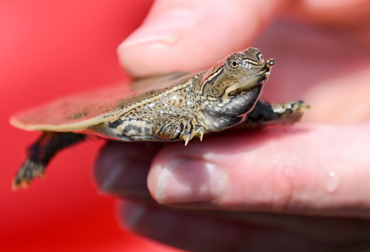 Dozens of Baby Turtles Set Free in Quebec River as Part of Zoo Conservation Project