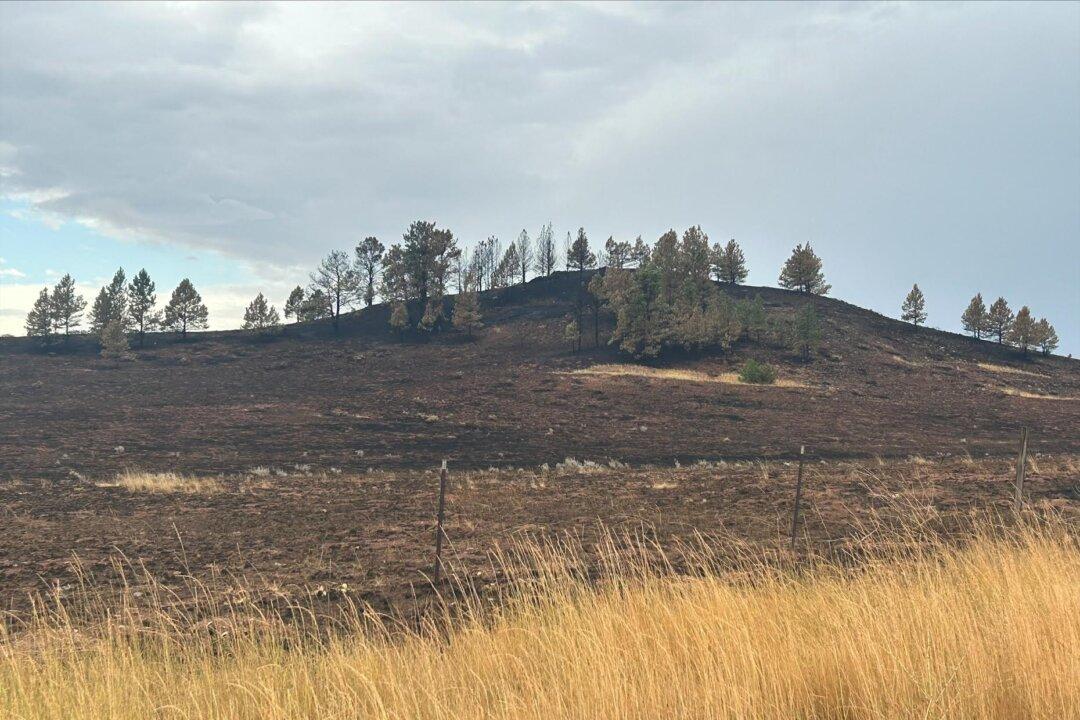‘Unprecedented’ Wildfire Rages Through Wyoming’s Bighorn National Forest