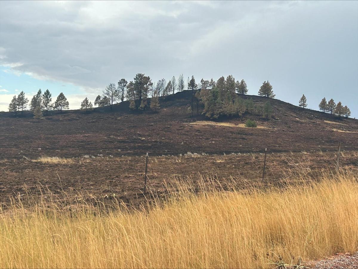 ‘Unprecedented’ Wildfire Rages Through Wyoming’s Bighorn National Forest