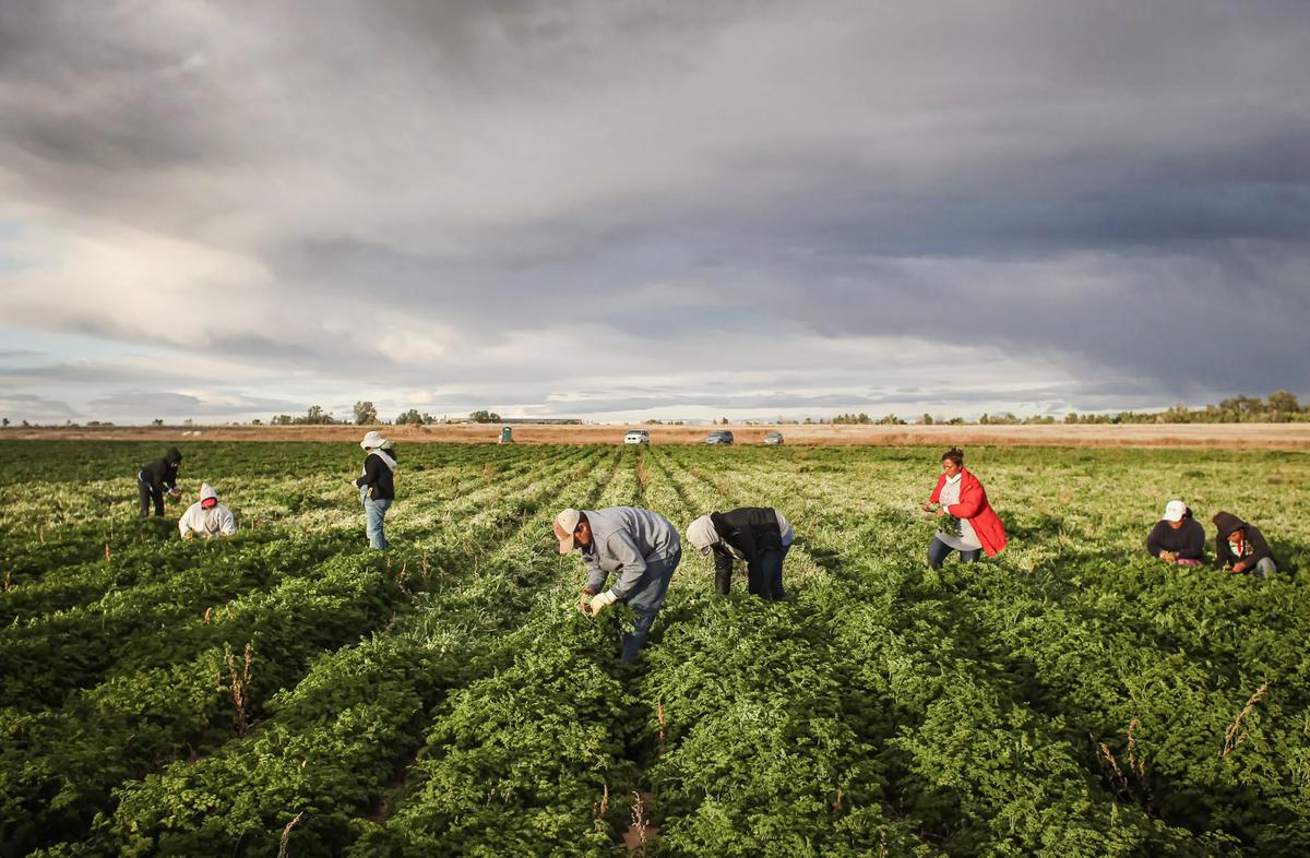 Federal Judge Blocks New Labor Rule for Migrant Farmworkers in 17 States