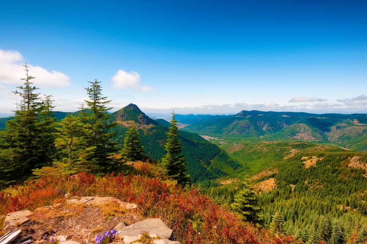Human Remains Found in National Forest in Washington