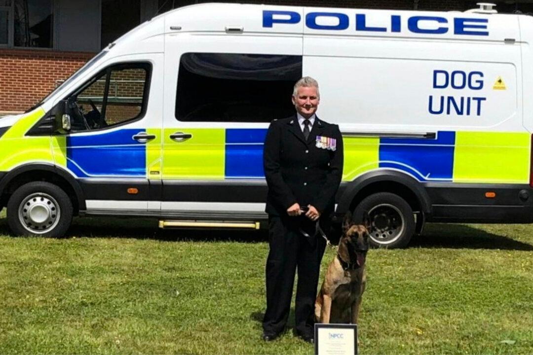 Emaciated, Abandoned Dog Tied to Road Sign Gets Second Chance at Life as Police Dog