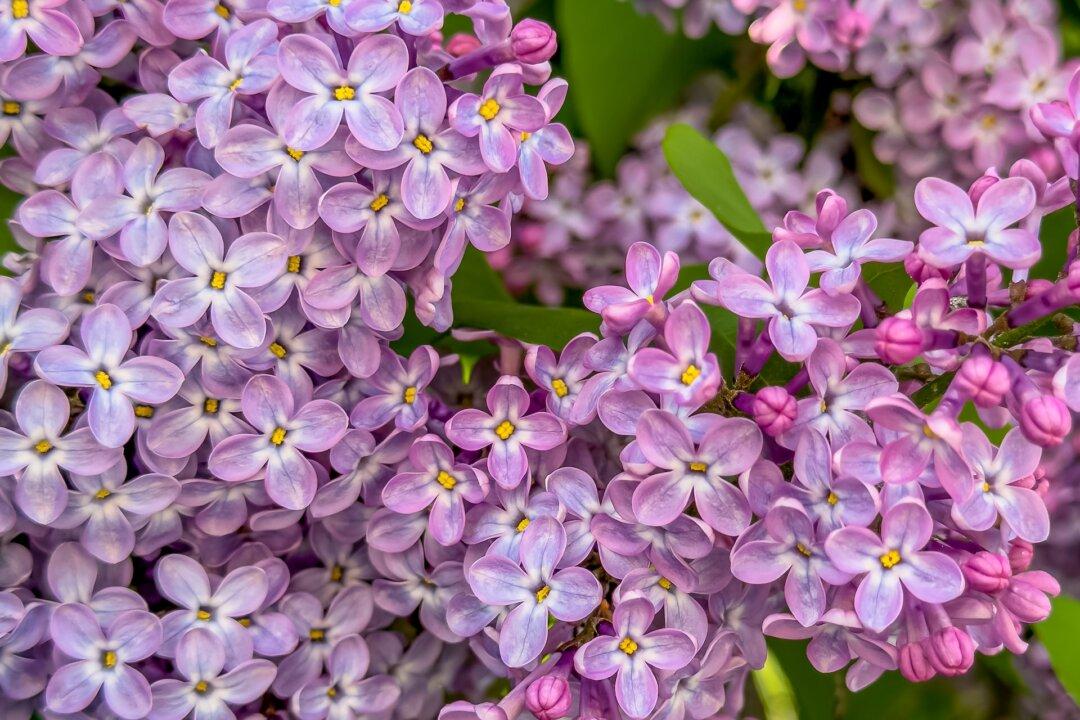 Compost, Lilacs, and Vines