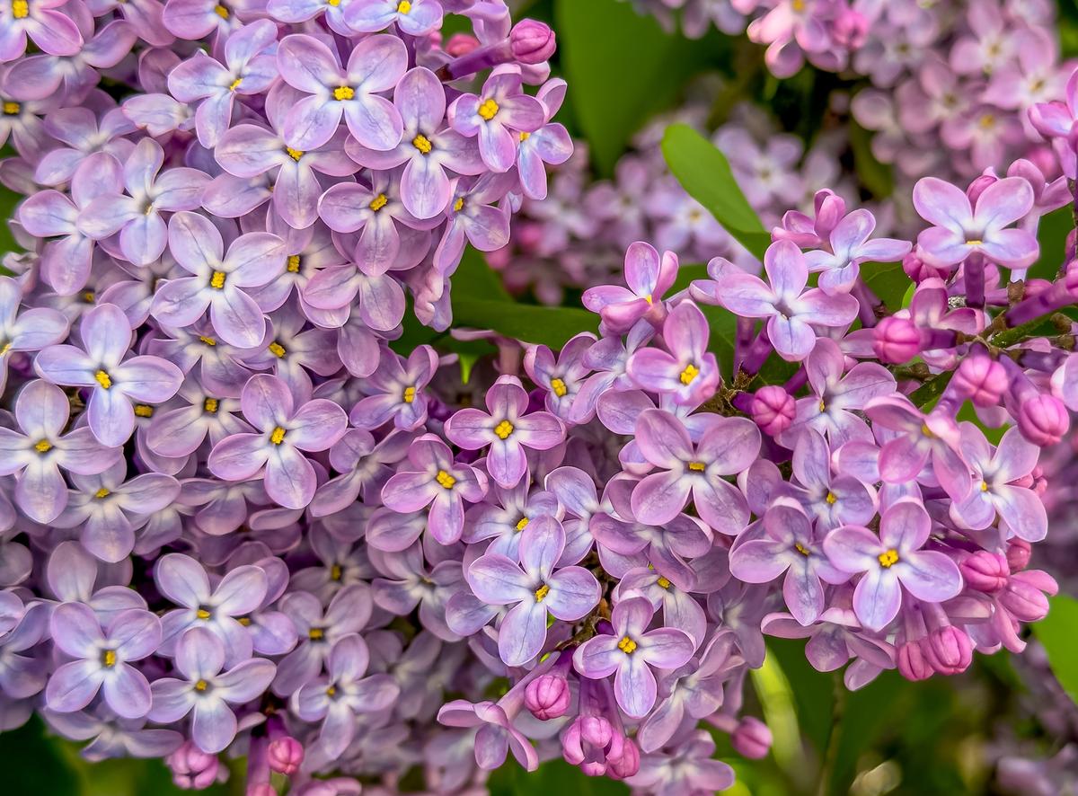 Compost, Lilacs, and Vines