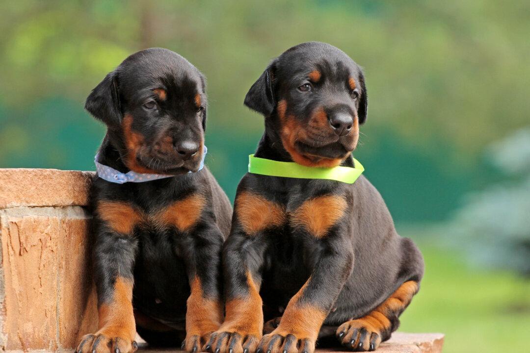 Search Is On for up to 10 Doberman Puppies After Dog Breeder Is Killed