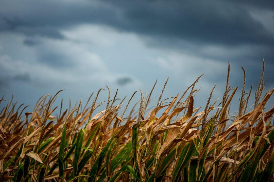 Agroterrorism, CCP-Style