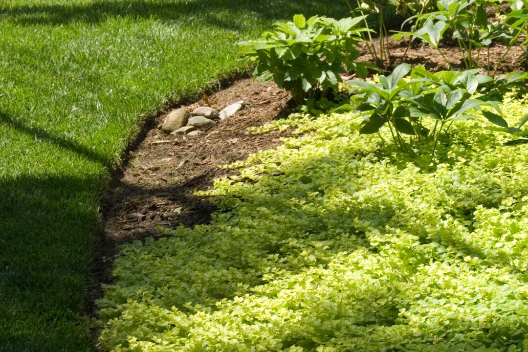 Edge Trim a Lawn