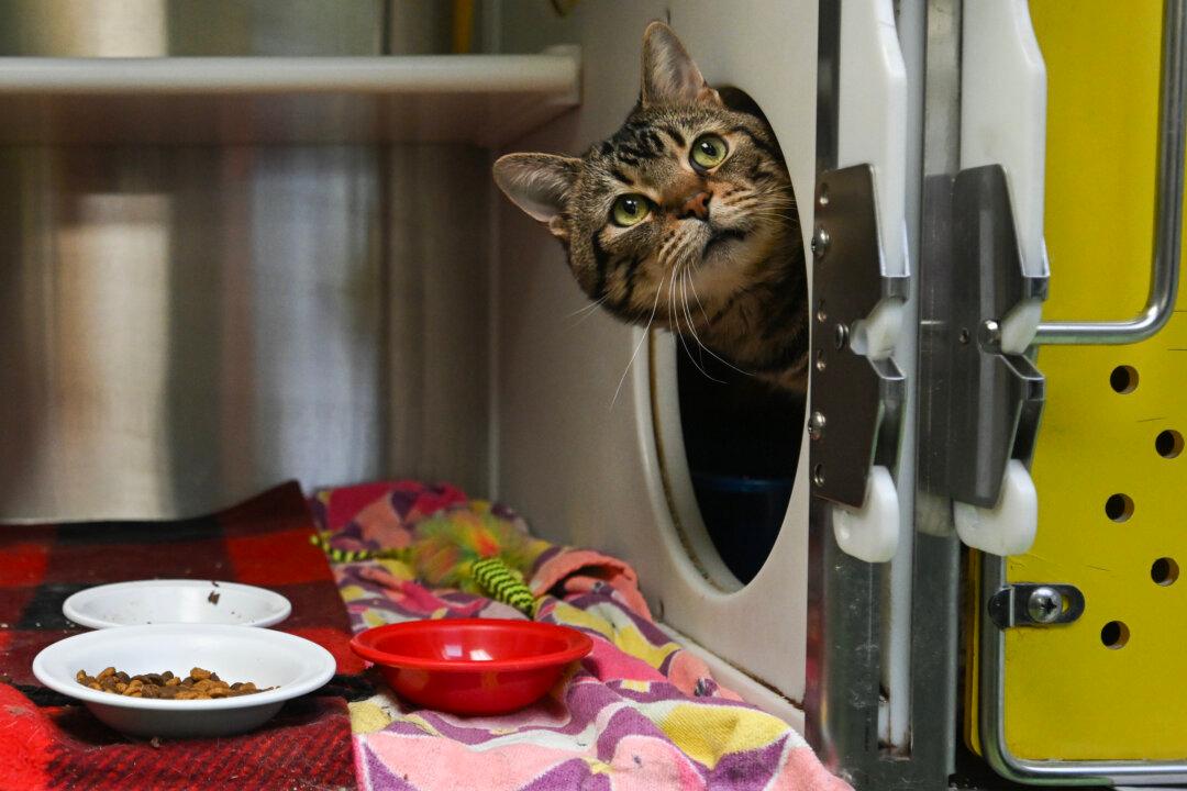 Pet Ownership Costs Are Rising. Here’s How to Budget for Them Now and in the Future