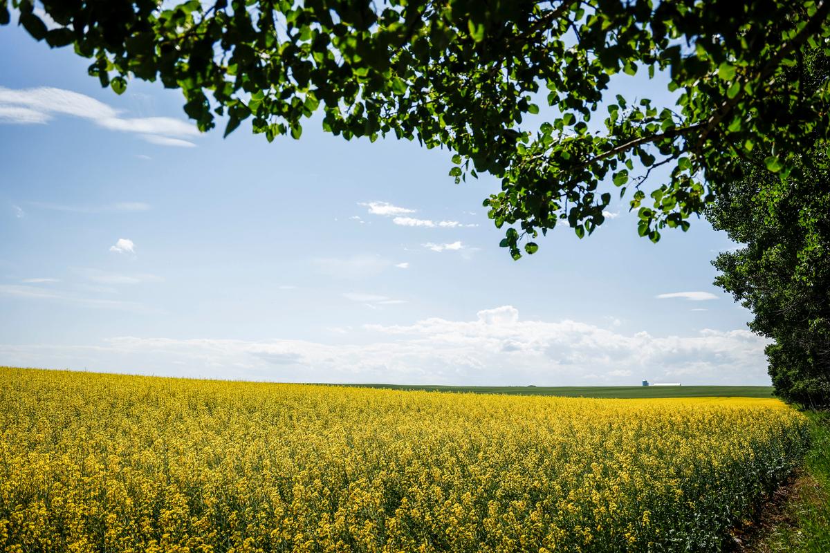 China Responds to Canada’s EV Tariffs with Canola Anti-Dumping Probe