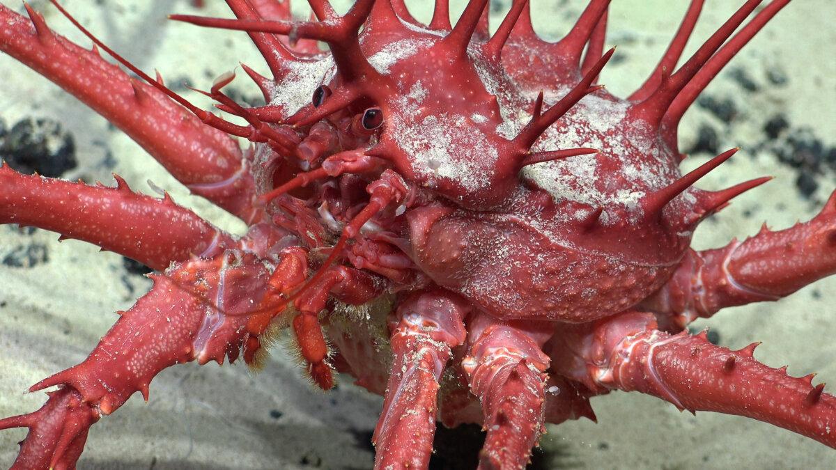 A Neolithodes, or king crab, documented along the Nazca Ridge off the coast of Chile. (ROV SuBastian / Schmidt Ocean Institute)