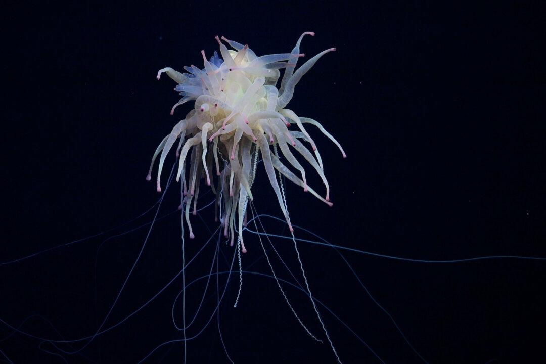 A rarely seen Bathyphysa conifera, commonly known as a flying spaghetti monster, was documented. (ROV SuBastian / Schmidt Ocean Institute)