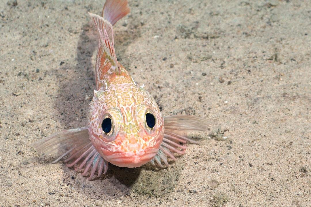This Helicolenus lengerichi (Scorpionfish) was documented while the science team was surveying an unnamed and unexplored seamount along the Nazca Ridge. (SuBastian / Schmidt Ocean Institute)