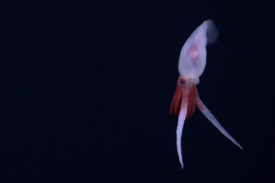 This is the first footage of a live Promachoteuthis squid. Until now, the squid genus has only been characterized from dead samples found in nets. (ROV SuBastian / Schmidt Ocean Institute)