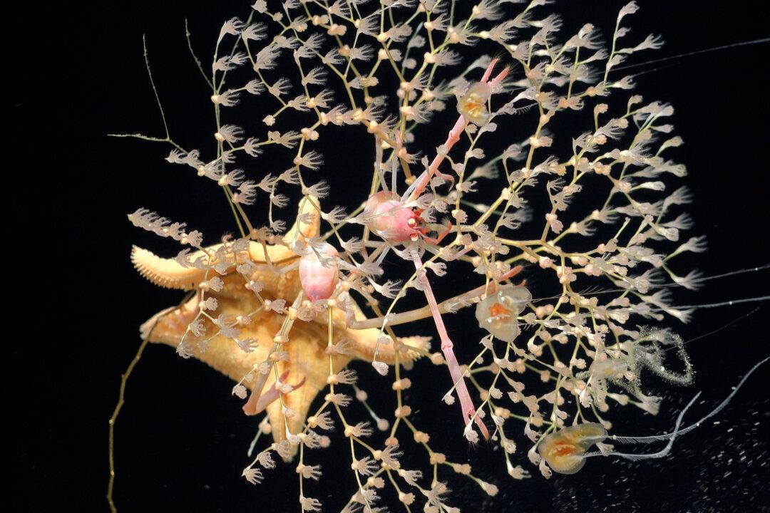 A Chrysogorgia, or golden coral, with associate squat Uroptychus lobsters. (ROV SuBastian / Schmidt Ocean Institute)