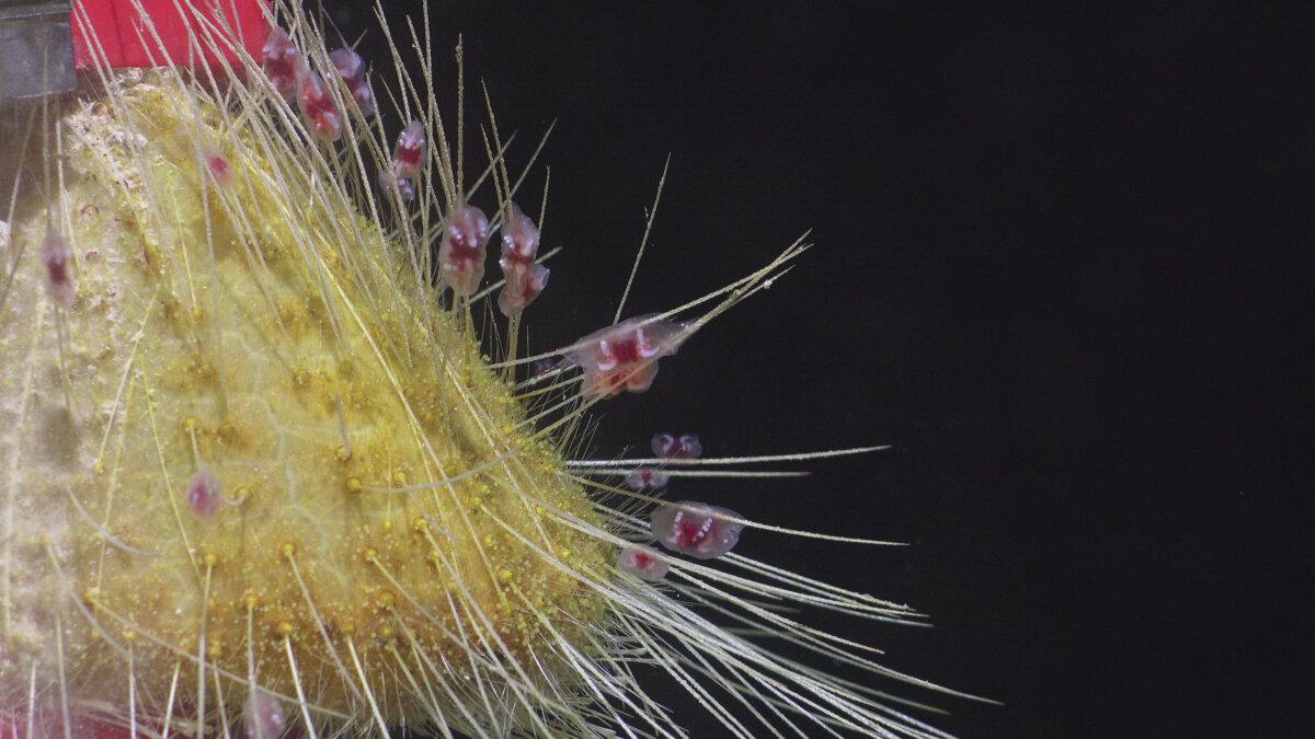 A sea urchin in the genus Argopatagus, thought to be a new species. (ROV SuBastian / Schmidt Ocean Institute)