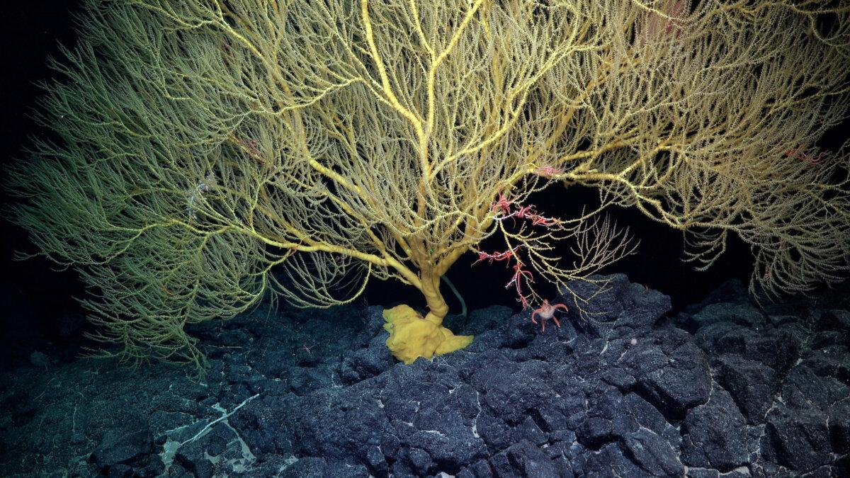 A large bamboo coral holding benthic ctenophores, barnacles, a sea star, and ophiuroids. (ROV SuBastian / Schmidt Ocean Institute)