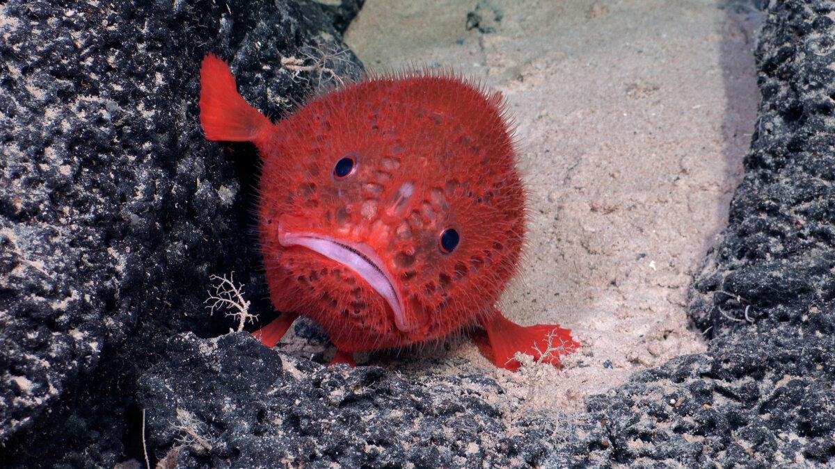 A Chaunacops coloratus, commonly known as a sea toad, bracing itself against both rock and sand with its pectoral fins. (ROV SuBastian / Schmidt Ocean Institute)