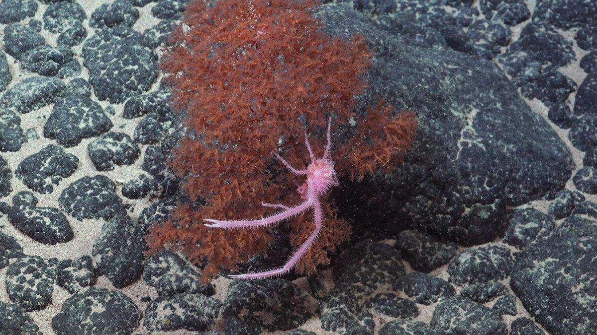 A squat lobster in the genus Sternostylus, thought to be a newly identified species. (ROV SuBastian / Schmidt Ocean Institute)