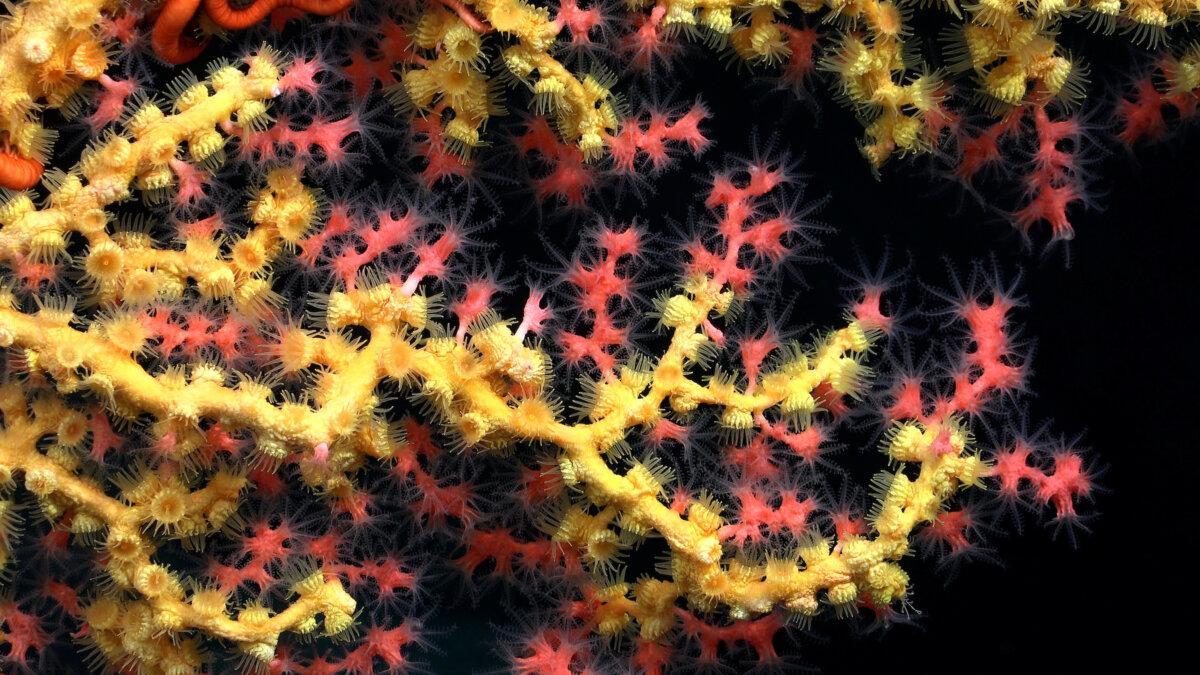 Paragorgia, or bubblegum coral, covered with Midas touch (yellow Parazoanthidae). (ROV SuBastian / Schmidt Ocean Institute)