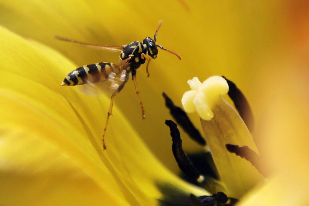 Diet, Demographics Behind Late-Summer Wasp Outbreak on Prairies