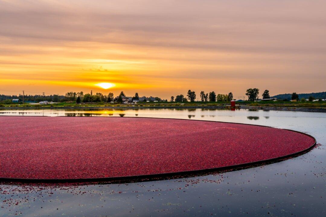 5 Cranberry Harvest Celebrations to Experience in 2024