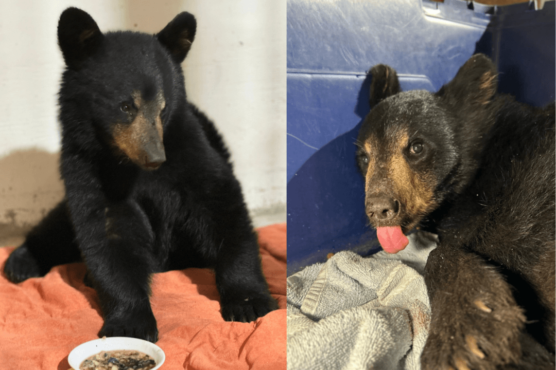 Ontario Driver Fed Injured Bear Cub Taco Bell, Drove It 10 Hours to Rescue Centre