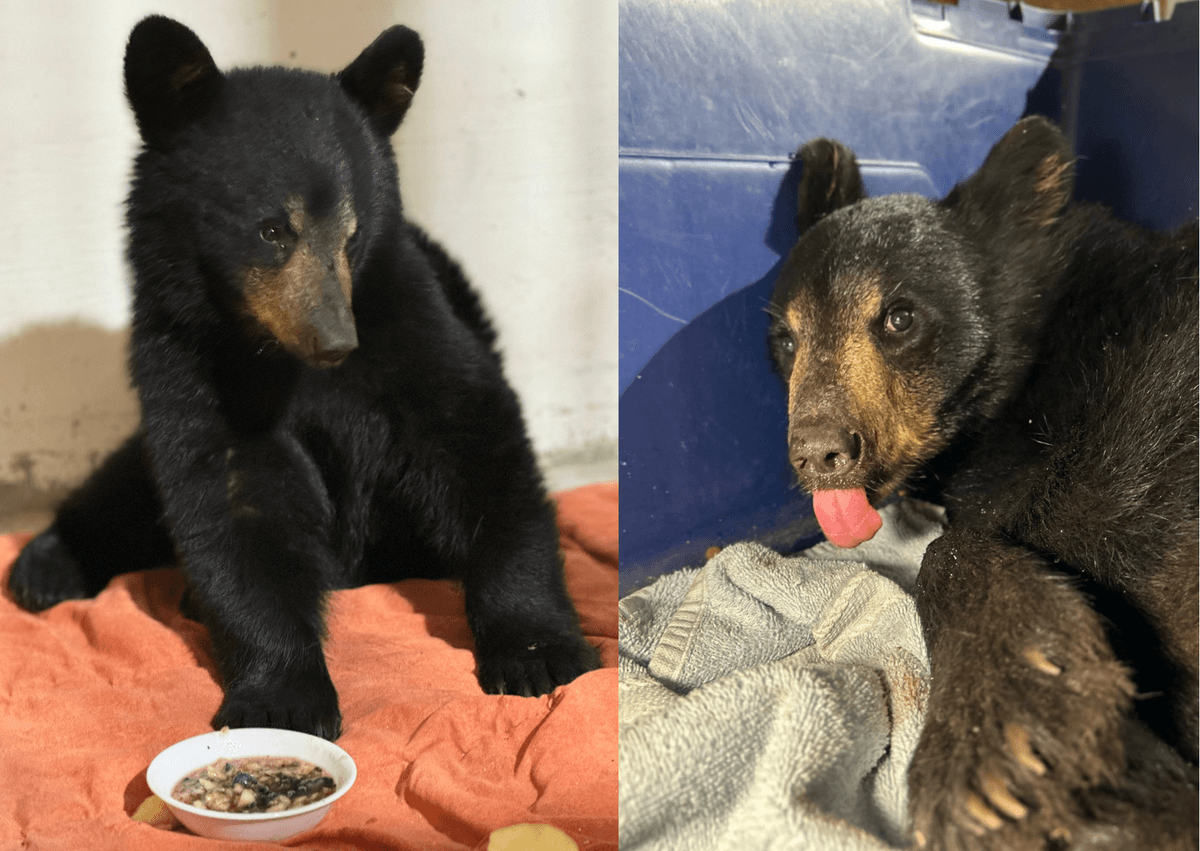 Ontario Driver Fed Injured Bear Cub Taco Bell, Drove It 10 Hours to Rescue Centre