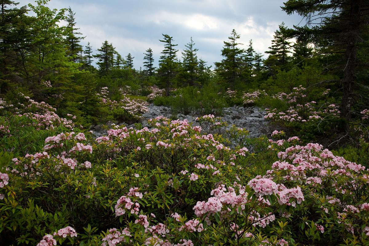 Wildflowers erupt in the fields of mountainous West Virginia. (<a href="https://commons.wikimedia.org/wiki/User:Forestwander_Nature_Photography_upload_bot">ForestWander</a>/<a href="https://creativecommons.org/licenses/by-sa/3.0/us/deed.en">CC BY-SA 3.0</a>)