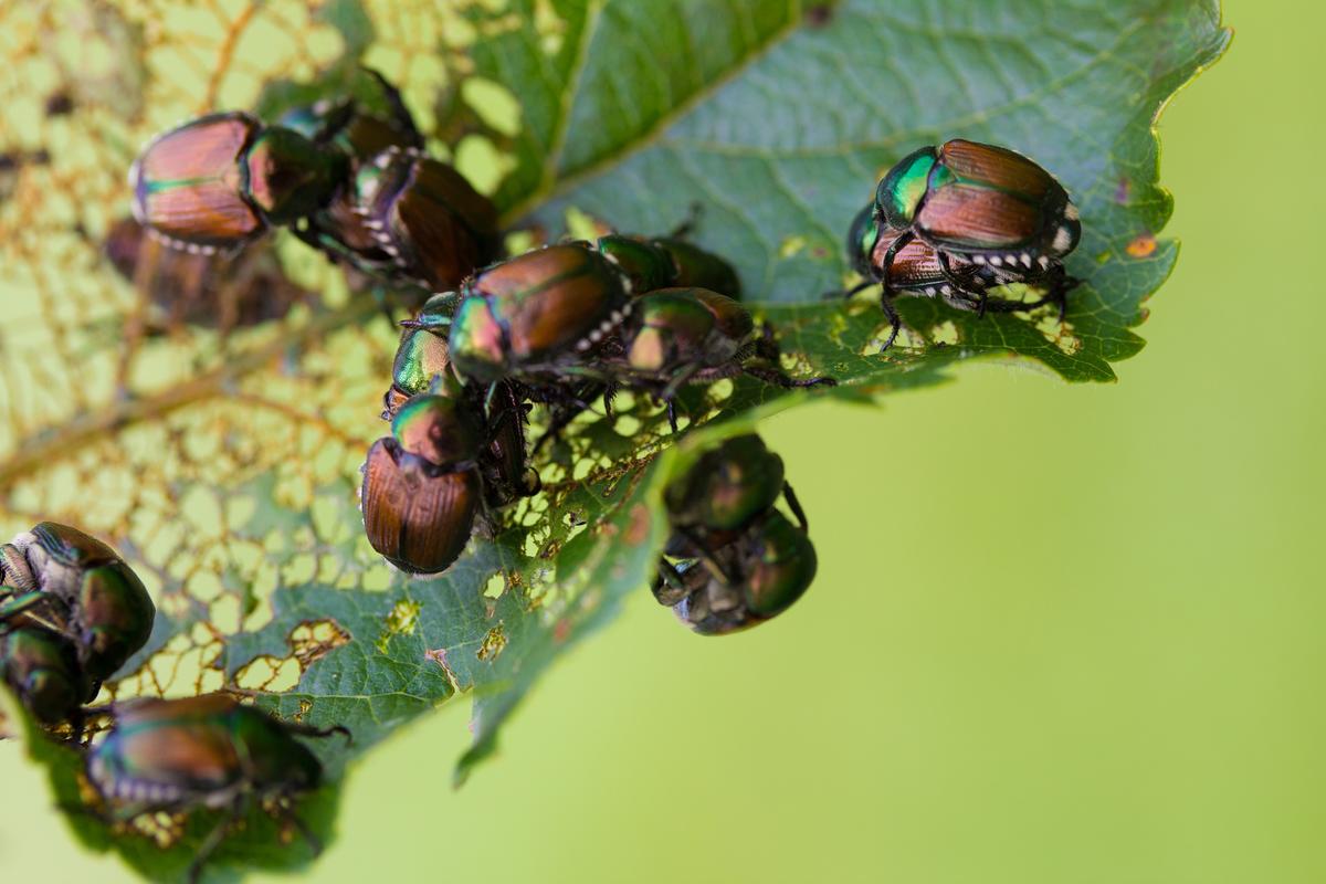Are Japanese Beetles Eating up Your Yard? This Bug Scientist Has Some Advice