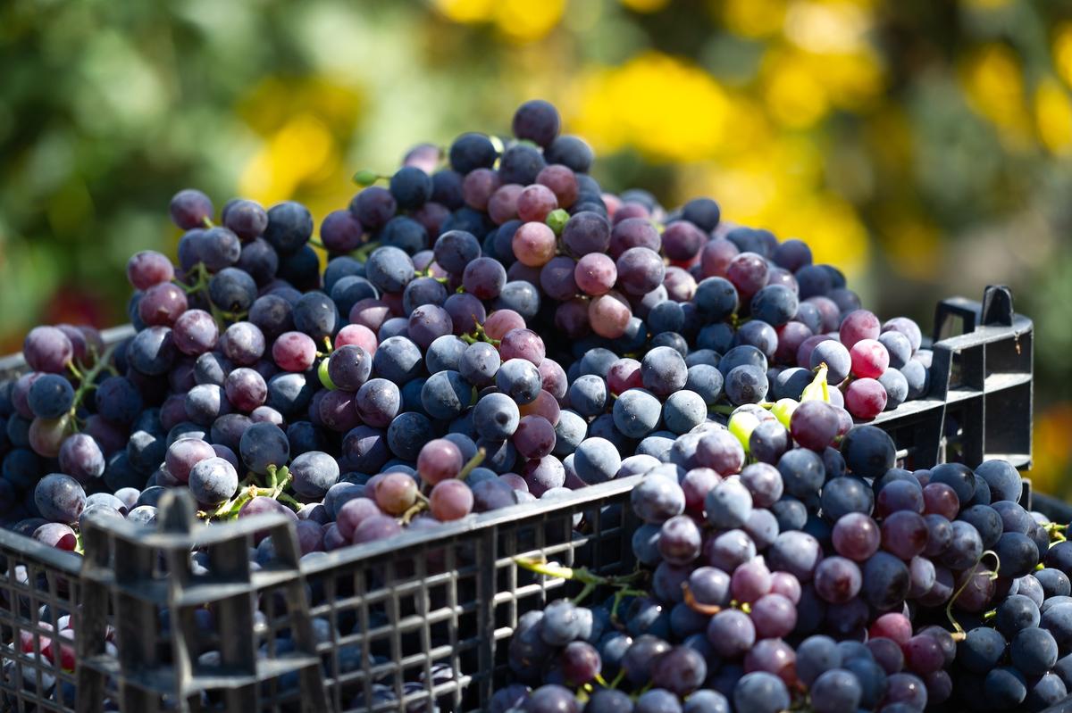 Harvest 2024