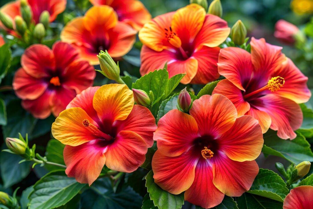 Fall Care for Tropical Houseplants