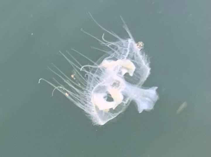 One Jellyfish Arrived in BC Decades Ago, Spawning Thousands of Clones in 34 Waterways